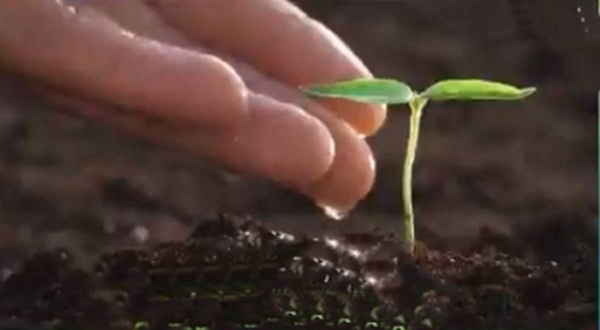 मप्र में प्रधानमंत्री के जन्मदिन पर रोपे जाएंगे 25 लाख पौधे